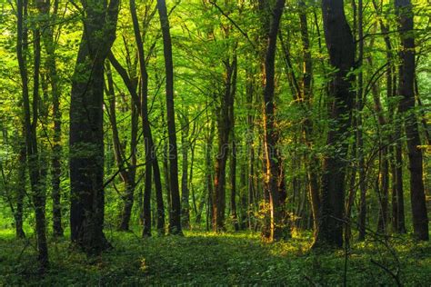 Dense Green Forest Stock Image Image Of Sunlight Generic 12488935