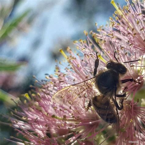 Beesip Beesip On Instagram A Bee Out Near Sun Down Beesip