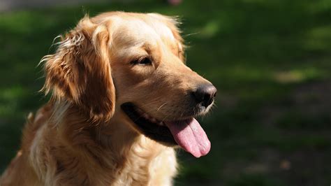 Happy Golden Retriever Face 4k Ultra Hd Wallpaper And Background Image
