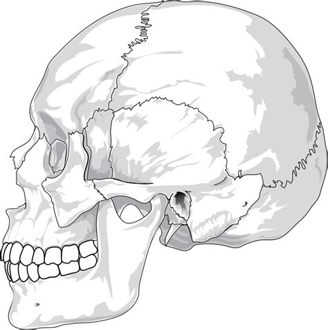 Human Skull Side View By Ladyofhats Openclipart