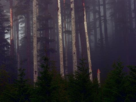 Mysterious Woods Photograph By Bonnie Bruno Pixels