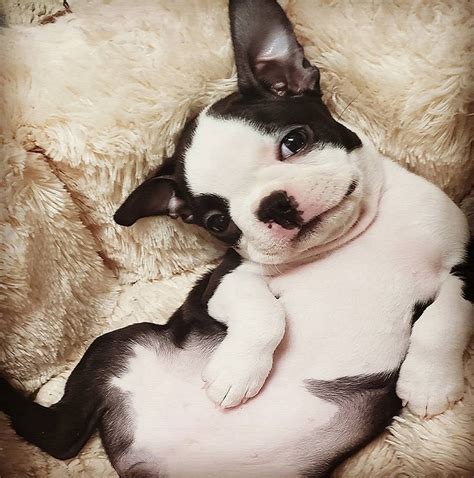 This little lilac is exquisite. NEW ARRIVALS BOSTON TERRIER PUPPIES FOR SALE - BOSTON ...