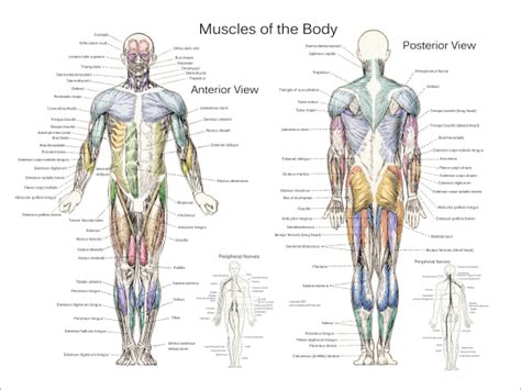 Muscle Anatomy Posters Anterior Posterior And Deep Layers