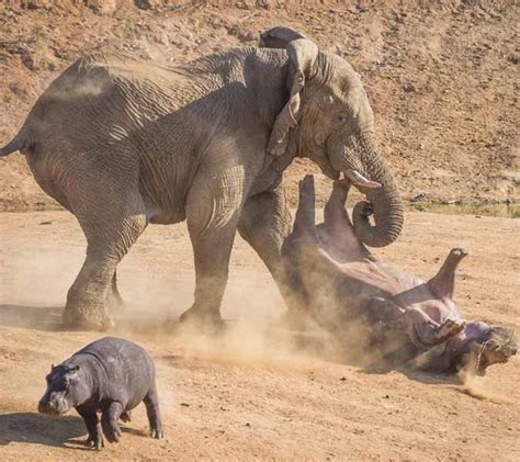 Mother Hippo Is Flipped In The Air By Angry Elephant As She Protects