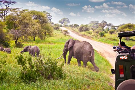 Some Of The Top 5 South Africa Safari Companies For An Unforgettable