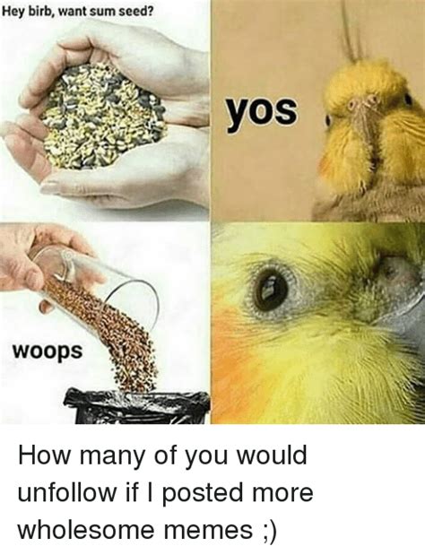 Hey Birb Want Sum Seed Woops Yos How Many Of You Would Unfollow If I Posted More Wholesome