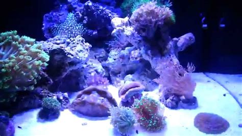 Biocube 29 New Led And Coral Youtube