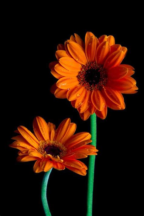 Image Result For Orange Gerberas Orange Flowers About Flowers Flowers