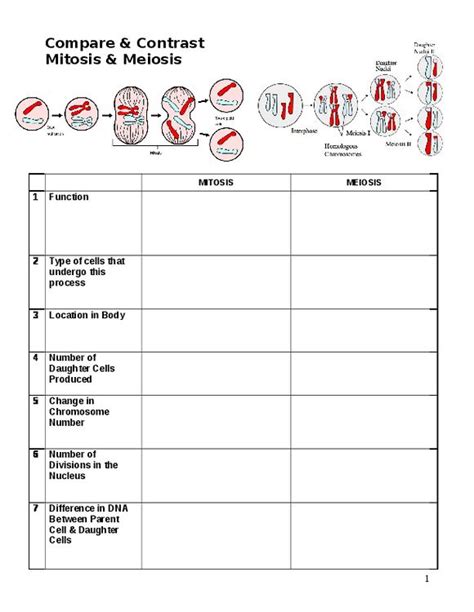Comparing Mitosis And Meiosis Worksheet Meiosis Mitosis Mitosis Vs