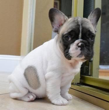 Please overlook our watermarks people are taking our pictures and posting them as their dogs for sale. AKC French Bulldog puppies for Adoption - 8 weeks old for ...