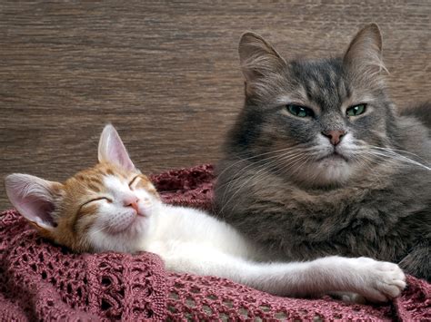 How To Introduce A Kitten To An Older Cat Thecatsite