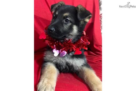 Red Collar German Shepherd Puppy For Sale Near Tyler East Tx Texas