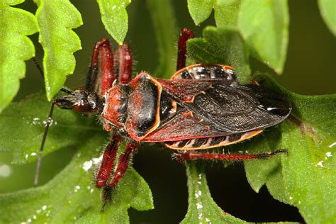 Bee Assassin Apiomerus Floridensis Highlands Hammocks S Flickr