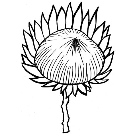 Protea Flower Drawing Sketch Coloring Page