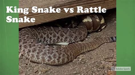 California King Snake Vs Western Rattle Snake Youtube