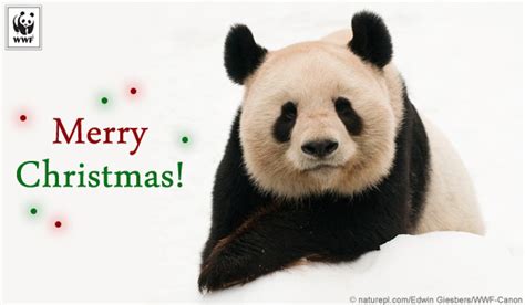 Send Holiday Ecards For Christmas Hanukkah And Kwanzaa World