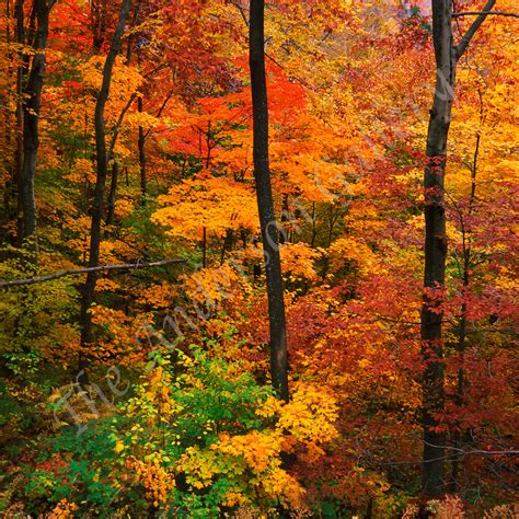 3 Autumn Trees Vermont Photography Art Theandersongallery