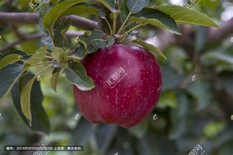 Jump to navigation jump to search. 苹果树_正版商业图片_昵图网nipic.com