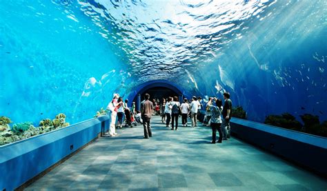 Siam Ocean World Aquarium Bangkok Thailand Aquarium Views