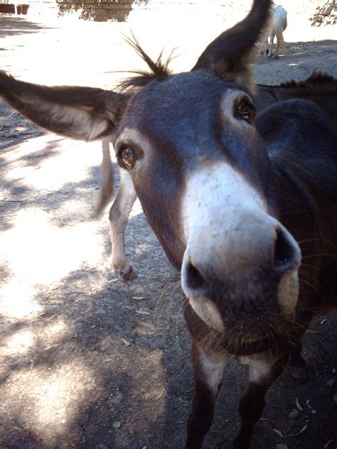 Funny Donkey Need Holiday Gianni Diurno Flickr