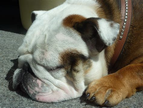 Fileenglish Bulldog Wikimedia Commons