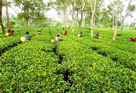 Assam Tea Production May Decline Due To Erratic Weather Conditions