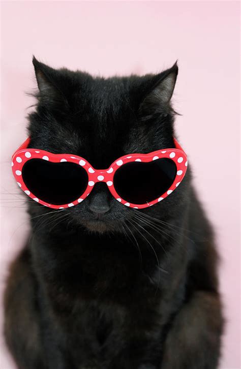 Cool Cat Wearing Sunglasses Photograph By Kelly Bowden Fine Art America