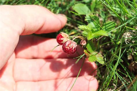 Should You Forage For Wild Edibles In Cities Laptrinhx News