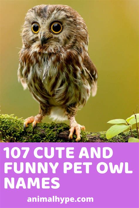 107 Cute And Funny Pet Owl Names Funny Animal Names Owl Pets Movie
