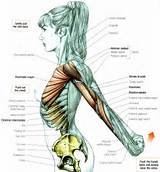 Muscle Deltoid Exercise Images