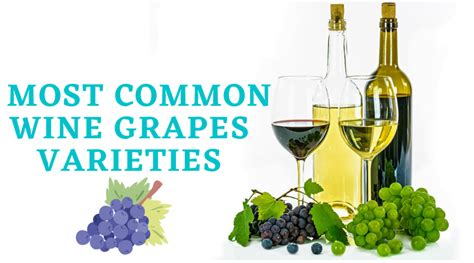 Wine Grapes 16 Most Common Varieties