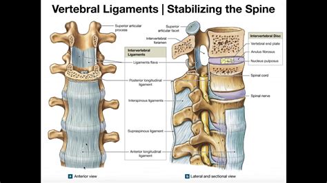 The Major Ligaments Of The Spine Youtube