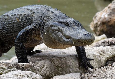 6 Foot Alligator Blocks A School In Florida Another Visits Pecan Park
