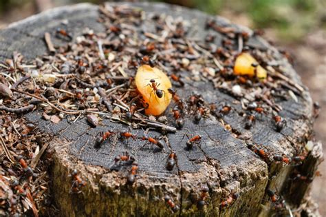 All About Ants Common Ant Habitats Lifespan And Control Tips