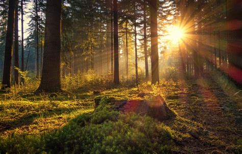 Wallpaper Forest The Sun Trees Dawn Moss Morning Germany Germany