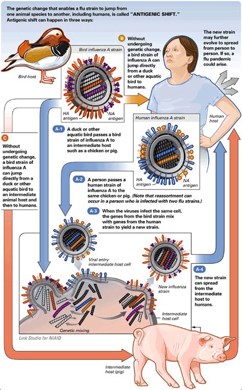 Nieman Guide To Covering Pandemic Flu The Science How Flu Viruses