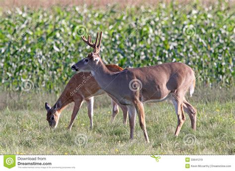 A Buck And Doe Whitetail Deer Royalty Free Stock Images