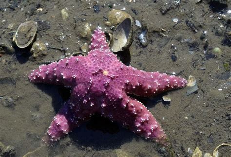 La Estrella De Mar Está Muriendo ¿es Responsable El Cambio Climático