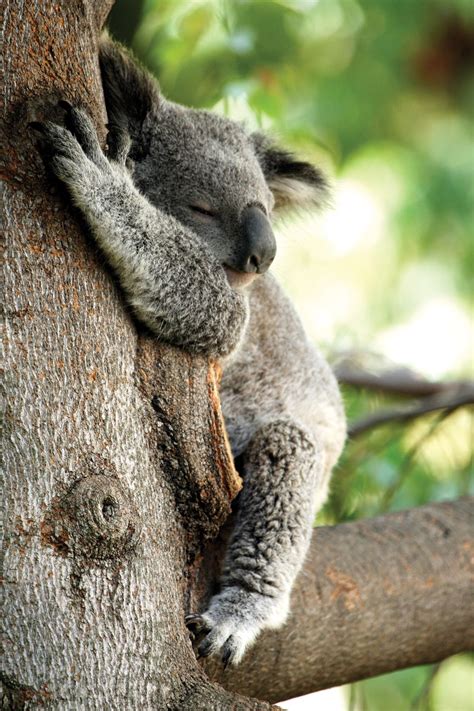 Tree Hugging Koalas Uncover The Secret To Staying Cool Weird Animals