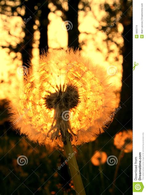 Dreamy Golden Dandelion Stock Photo Image Of Colours 5833774