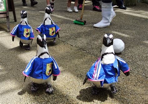 What Does Singapore Have Against Gay Penguins The Washington Post