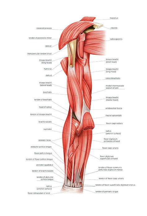 The somso muscles of the arm with shoulder girdle anatomy model is a natural size right arm that separates into 6 parts and shows the networks of blood vessels and nerves. Muscles Of Right Upper Arm Photograph by Asklepios Medical ...