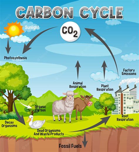 Diagrama Del Ciclo Del Carbono Para La Educación Científica Vector
