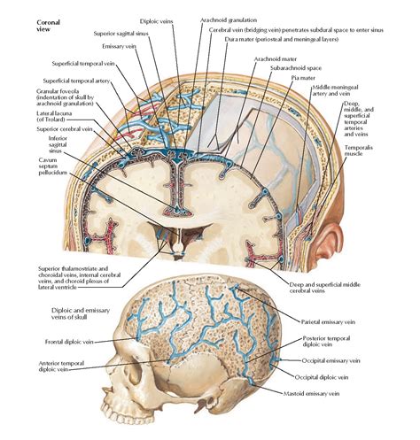 Anatomy Of Meninges
