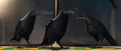 Crows Dreamworks Animation Wiki Fandom Powered By Wikia