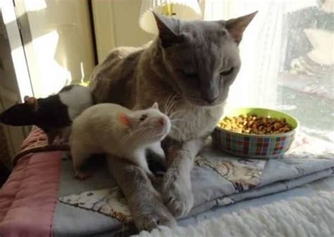 19 Cat And Mouse Friends Examples That Will Make You