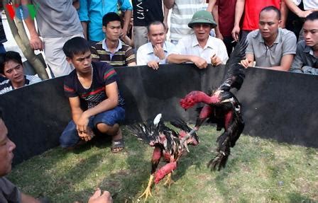 Come and visit our site, already thousands of classified ads await you. Gambar sabung ayam saigon vietnam di acara festival ~ AYAM ...