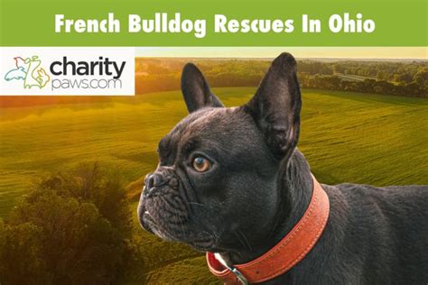 4 French Bulldog Rescues In Ohio To Adopt Your Next Dog From