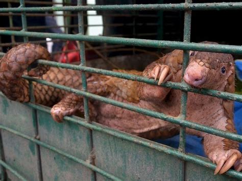China Removes Pangolin Scales From Traditional Medicine List Helping