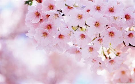 Cherry Blossoms Wallpapers Wallpaper Cave